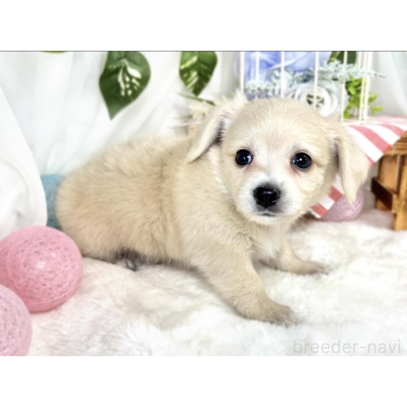 販売中の滋賀県のチワックス:チワワ×ミニチュアダックスフンド-411769の2枚目